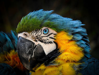 Close-up of macaw