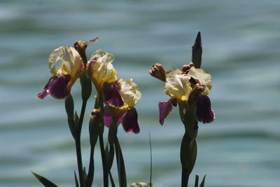 Close-up of flowers blooming outdoors