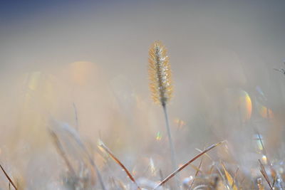 Close-up of plant against blurred background