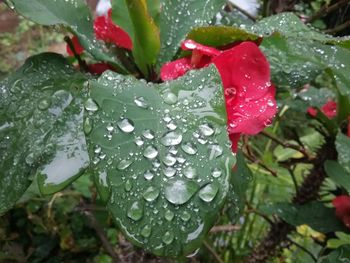 Close-up of wet red flower blooming outdoors