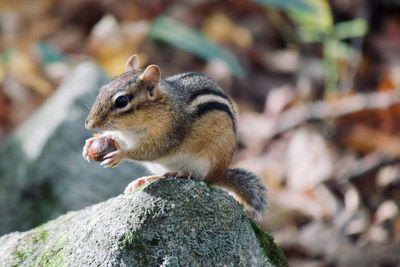 Close-up of squirrel on rock