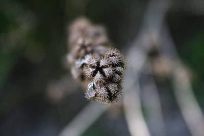 Close-up of flower against blurred background