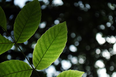 Close-up of leaves