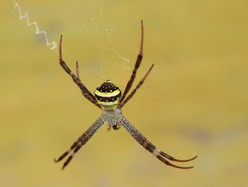 Close-up of spider on web
