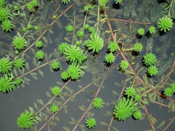 High angle view of plants