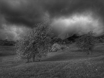 Trees on field against sky