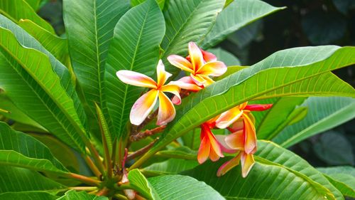 Close-up of flowers