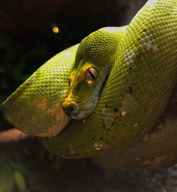 Close-up of green lizard