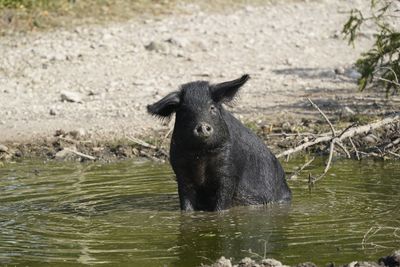 Pig in pond