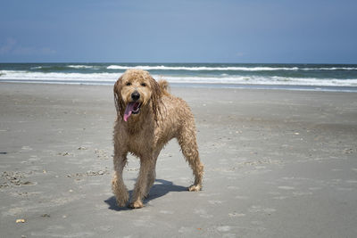 Full length of a goldendoodle dog on beach