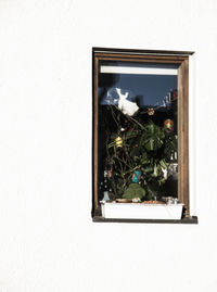 Close-up of potted plant on window sill