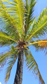 Low angle view of palm tree against sky