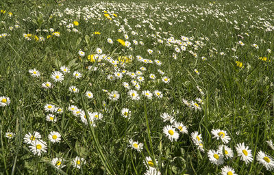 Close-up of white daisy flowers in field