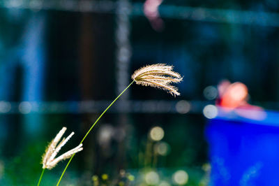 Close-up of dandelion flower