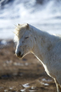 Portrait of a white icelandic horse on a meadow in spring