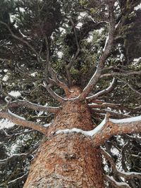 Low angle view of tree trunk