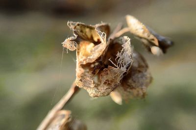 Close-up of insect on plant