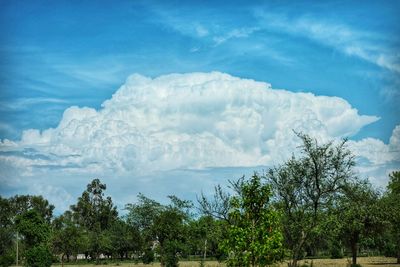 Panoramic shot of trees on landscape against sky