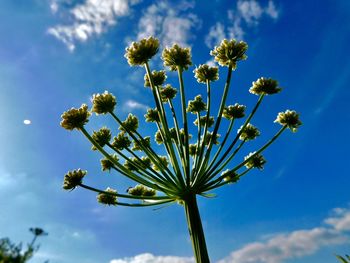 Low angle view of flowering plant against sky