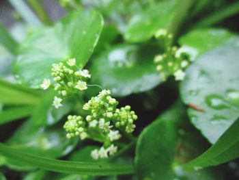 Close-up of plant