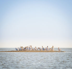 View of birds in sea against clear sky