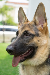 Close-up of a dog looking away