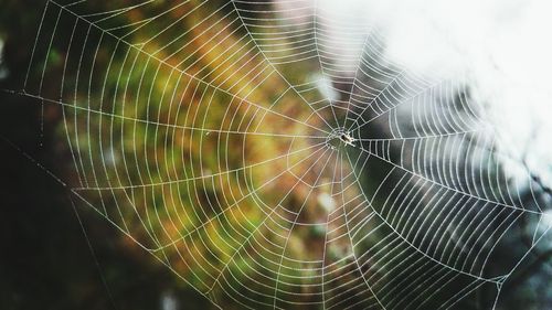 Close-up of spider on web