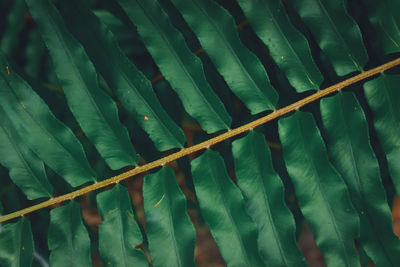Detail shot of green leaves