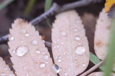 Close-up of wet plant leaves during rainy season