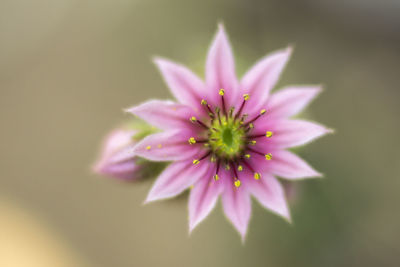 Close-up of pink flower