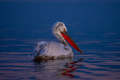 Pelican on lake