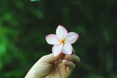 Close-up of hand holding frangipani