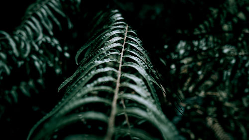 Close-up of green leaves on plant