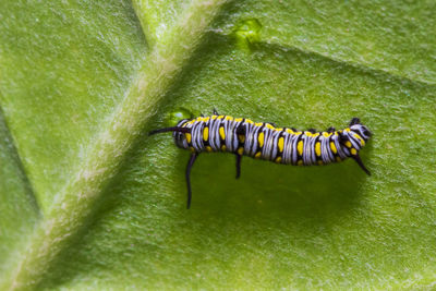 High angle view of insect on green leaf