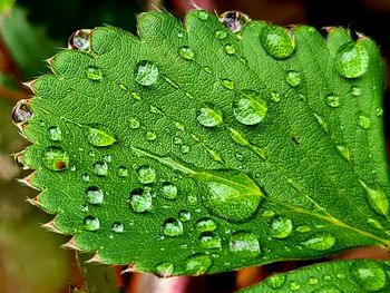 Close-up of raindrops on leaves