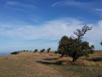 Trees on field against sky