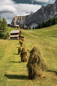 Wild hay triste on the alpine pasture in the dolomites, italy.