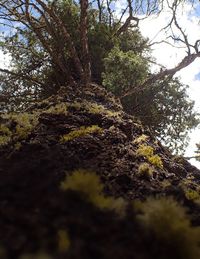 Low angle view of trees in forest against sky