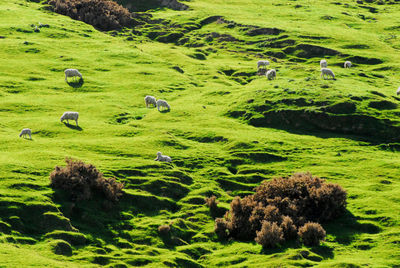 High angle view of sheep grazing on land