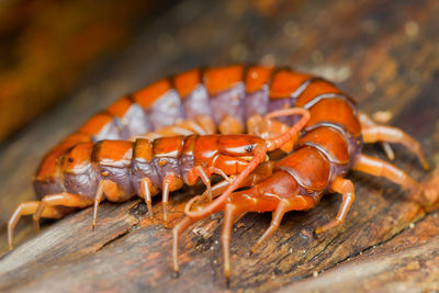 Close-up of insect