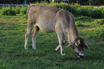 The pleasure of seeing cows eating green grass