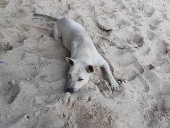 High angle view of dog on beach