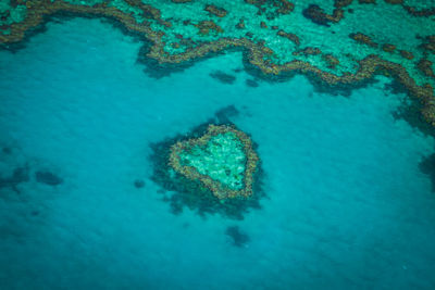 High angle view of coral underwater