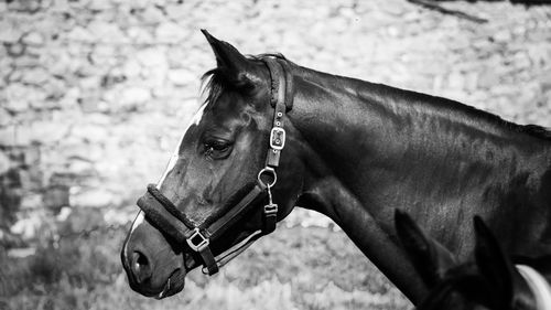 Close-up of a horse on field