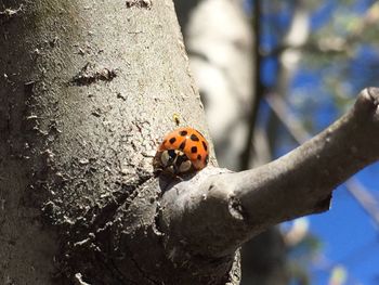 Close-up of ladybug on tree trunk