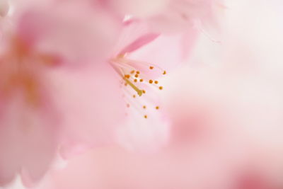 Close-up of pink flower