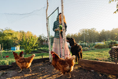 Red-haired woman farmer enters chicken coop to care and feed chickens at dawn