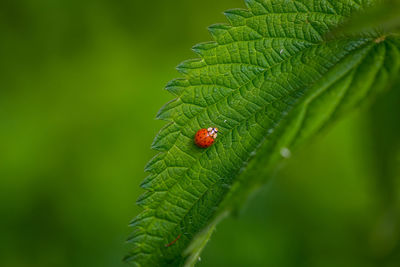 Close-up of ladybug on plant