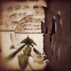 Close-up of flowers against blurred background