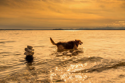 Dog in sea against sky during sunset